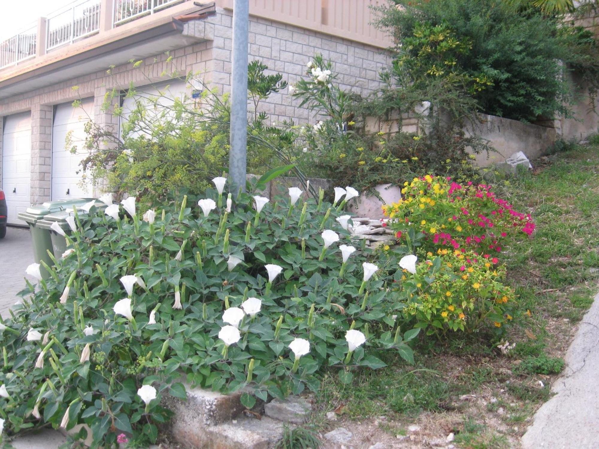 Apartments Silmare Rabac Habitación foto